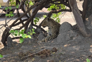 Excursión de 1 día a Chobe desde las cataratas Victoria, Zimbabue