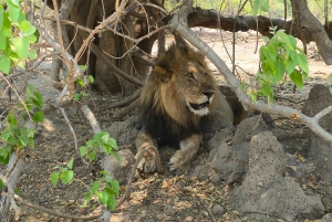 Excursión de 1 día a Chobe desde las cataratas Victoria, Zimbabue