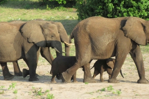 Chobe Day Trip from Victoria Falls, Zimbabwe