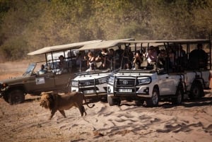 Chobe-dagstur fra Victoria Falls