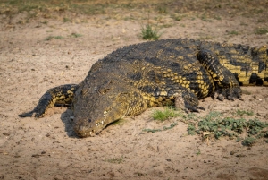 Chobe Day Trip in Botswana