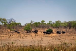 Chobe Day Trip in Botswana