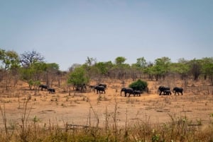 Chobe dagstur i Botswana
