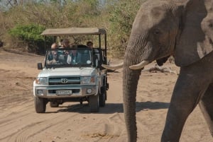 Chobe day trip with lunch: From Victoria Falls