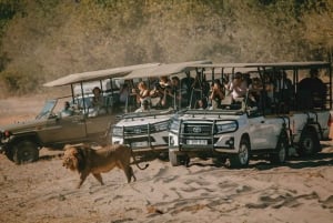 Chobe day trip with lunch: From Victoria Falls