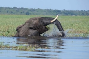 Chobe day trip with lunch: From Victoria Falls