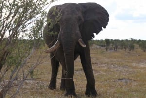 Chobe day trip with lunch: From Victoria Falls