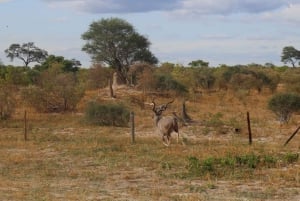 Chobe day trip with lunch: From Victoria Falls