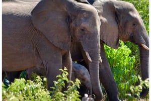 Chobe day trip with lunch: From Victoria Falls