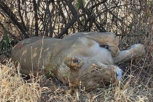 Chobe day trip with lunch: From Victoria Falls