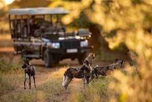 Chobe day trip with Masuku