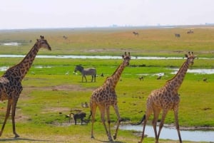 Chobe day trip with Masuku