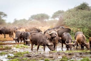 Chobe day trip with Masuku