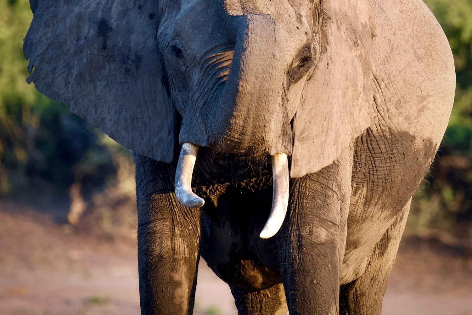 Excursion d'une journée à Chobe