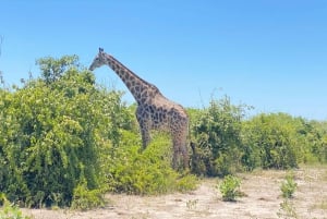 Chobe day trip