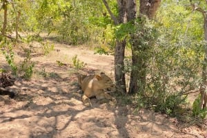 Chobe day trip