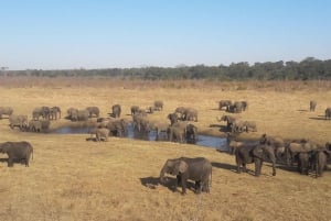 Viagem de 1 dia prolongado ao Chobe