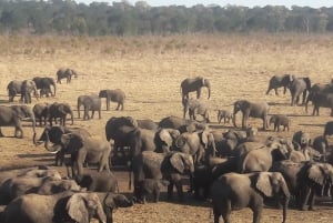 Viagem de 1 dia prolongado ao Chobe