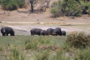 Viagem de 1 dia prolongado ao Chobe