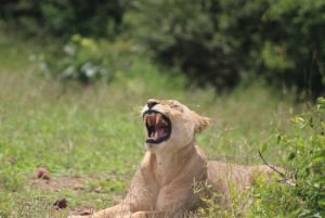 Viagem de 1 dia prolongado ao Chobe