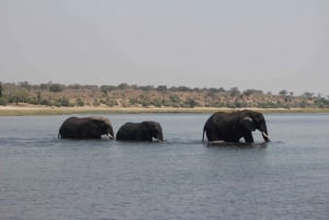 Viagem de 1 dia prolongado ao Chobe