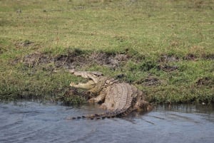 Viagem de 1 dia prolongado ao Chobe