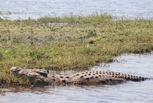 Viagem de 1 dia prolongado ao Chobe