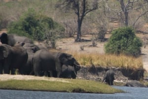 Viagem de 1 dia prolongado ao Chobe