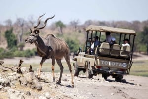 Viagem de 1 dia prolongado ao Chobe