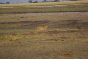 Chobe full day game drive and Safari boat cruise