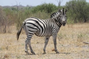 Chobe heldags game drive og safari bådkrydstogt