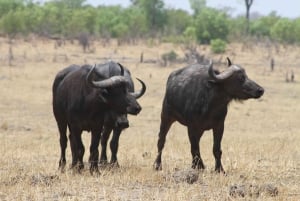 Chobe heldags game drive og safari bådkrydstogt