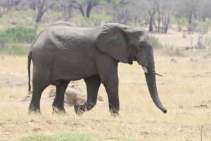 Chobe heldags game drive og safari bådkrydstogt