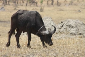 Chobe heldags game drive og safari bådkrydstogt