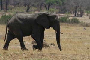 Chobe heldags game drive og safari bådkrydstogt