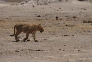 Chobe heldags game drive og safari bådkrydstogt