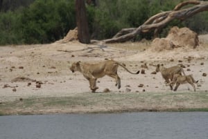 Chobe heldags game drive og safari bådkrydstogt