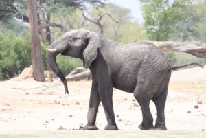 Chobe heldags game drive og safari bådkrydstogt