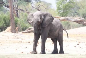 Chobe heldags game drive og safari bådkrydstogt