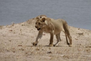 Chobe heldags game drive og safari bådkrydstogt