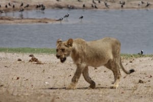 Chobe heldags game drive og safari bådkrydstogt