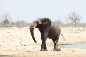 Chobe heldags game drive og safari bådkrydstogt