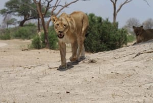 Chobe heldags game drive og safari bådkrydstogt