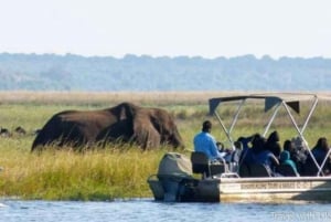 Chobe Tagestour - Chobe National Park Botswana