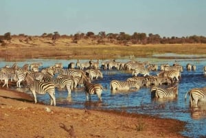 Chobe Tagestour - Chobe National Park Botswana