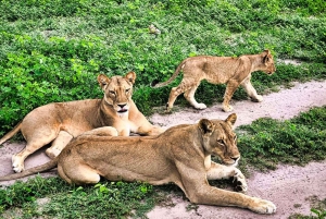 Chobe Full Day Trip With Buffet Lunch : Victoria Falls