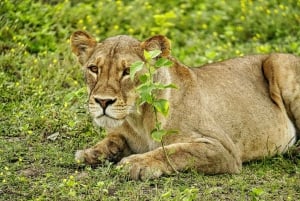 Chobe Full Day Trip With Buffet Lunch : Victoria Falls