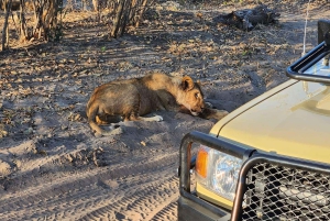 Chobe Full Day Trip With Buffet Lunch : Victoria Falls