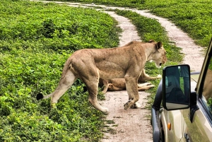 Chobe Full Day Trip With Buffet Lunch : Victoria Falls