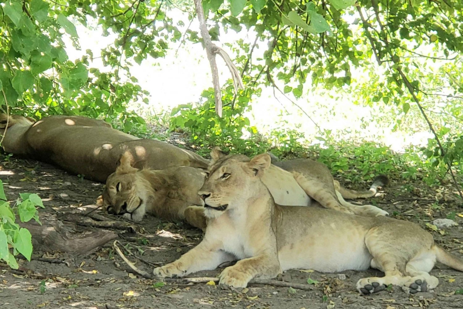 Ganztagestour durch den Chobe-Nationalpark